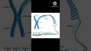 The Human Genome Youtubeshorts Youtube Neet Biology 