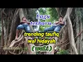 Lagu wali - trending Taufiq wal hidayah || cover akustik