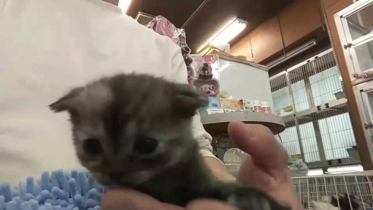 動画