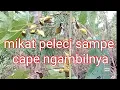 Lagu cara cepat mikat burung peleci dijamin langsung dapat