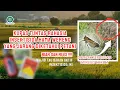 Download Lagu KUPAS TUNTAS RAHASIA INSEKTISIDA SISTEMIK HAMA WERENG YANG JARANG DIKETAHUI PETANI