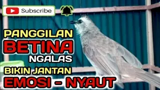 Download suara panggilan trucukan betina NGALAS pancingan trucuk jantan bikin GACOR dan ROPEL MP3