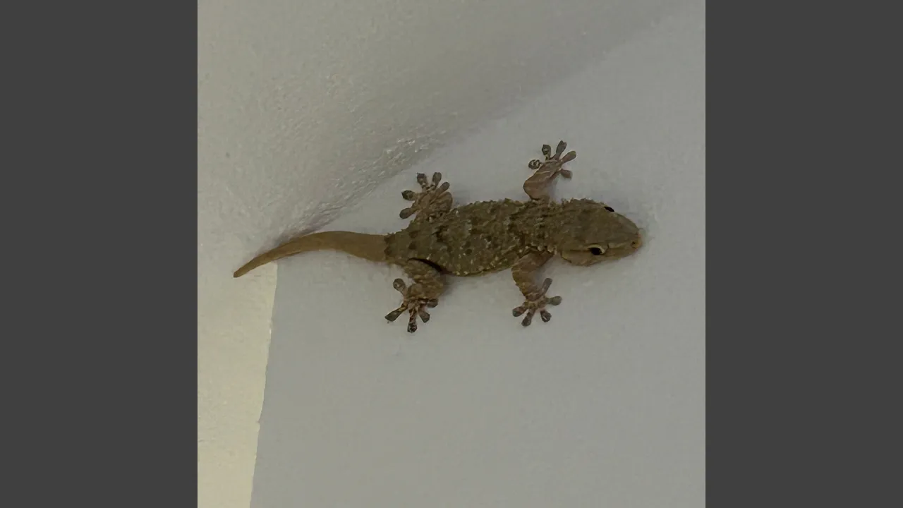 Lizard Song Lizard Song