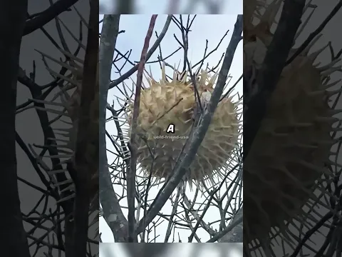 AMAZING photos of RARE moments in nature! #interestingfacts