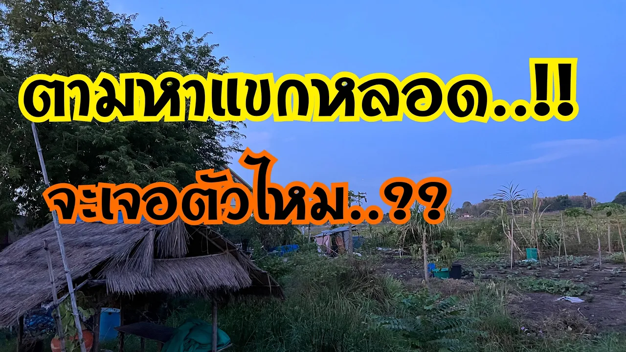 ตามหาแขกหลอด..จะเจอตัวไหมไปชมกันครับ