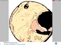 Ace The Dog s PFP