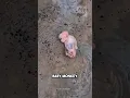 Download Lagu This woman rescued a baby monkey! #monkey #rescue