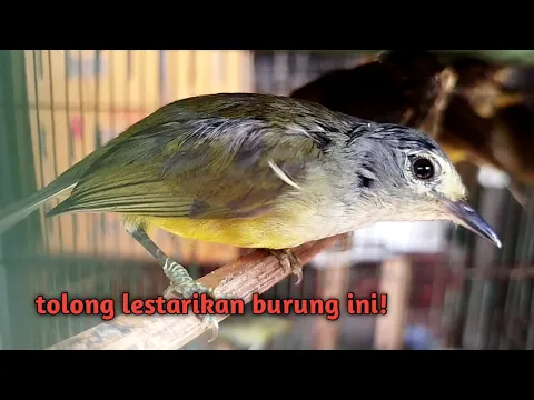 Download MP3 Mustahil gak jatuh hati setelah lihat burung bersuara paling indah di Indonesia ini