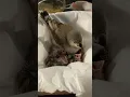 Download Lagu Burung pipit zebra muda memberi makan anak-anaknya yang masih kecil