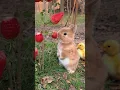 Download Lagu Amazing Animal Growth Journey  #animals #funny #cute