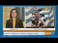 Happy Purrsday There are lots of kittens up for grabs at Humane Ohio