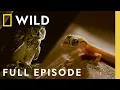 Lagu Following Animal Killers in the Arabian Desert (Full Episode) | Dead By Dawn | Nat Geo Animals