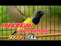 PANCINGAN DAN MASTERAN BURUNG SOGON AGAR CEPAT BUNYI ROLL PANJANG DAN MENJADI FIGTER