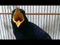 Download Lagu Kicau burung ciung batu