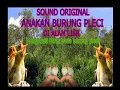 Download Lagu Suara Mp3 Burung Pleci Anakan Ampuh Untuk Pikatan Dan Meningkatkan Birahi