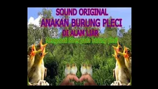 suara mp3 burung pleci anakan ampuh untuk pikatan dan meningkatkan birahi