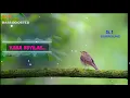 Download Lagu Vana Kuyile ~ Priyanka ~ ILAYARAJA 🎼 5.1 SURROUND 🎧BASS BOOSTED 🎧 SVP Beats ~ Voice Of SPB