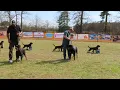 2026-March-01 - Best Kennel