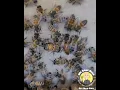 Download Lagu Queen Bee shakes her Booty