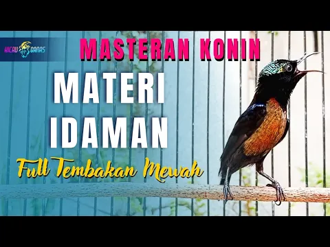 Download MP3 MASTERAN KONIN FULL ISIAN TEMBAKAN MEWAH - KOLIBRI NINJA FULL MATERI PILIHAN