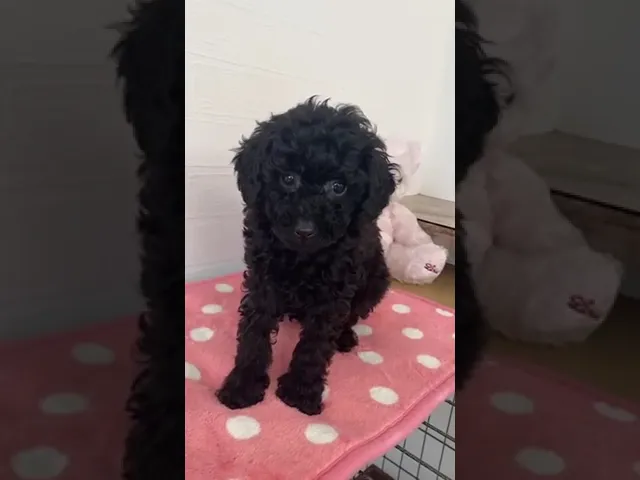 動画
