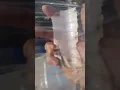 Mold In My Apple Juice