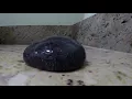 THINKING PUDDY  STAR DUST |SLOW MOTION
