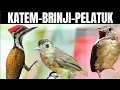 Download Lagu ‼️ MASTERAN KAPAS TEMBAK GACOR AND PELATUK AND BRINJI