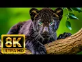 Download Lagu 8K ULTRA HD (60FPS) Dieren in het wild: natuurgeluiden maken de kijkervaring nog levensechter