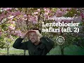 Download Lagu Lentebloeier safari (afl.2) ontdek de mooiste voorjaarsbloeiers