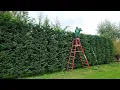 Download Lagu Trust the Process, NEW Leylandii Hedge Trimming - Year 3
