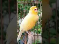 Download Lagu singing birds | canary sounds | canaries #animals #birds #bird