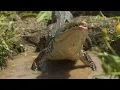 PANTANAL SALVAJE - Depredadores Silenciosos en el Corazón de Sudamérica #animalessalvajes