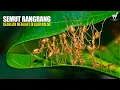 Download Lagu Semut Rangrang: Menjahit Sarang dari Benang Larva, Pencipta \