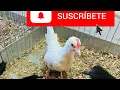 Gallina kikiriki Rompe Postura y otra se enclueco