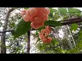 Download Lagu Seperti buah Anggur ternyata Beracun