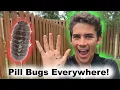 Everything You Need to Know About the Roly-Poly