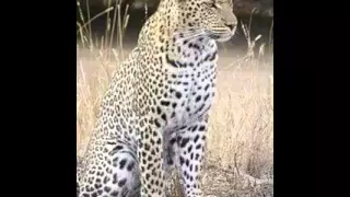 شيلة نسل الحنيطي دندنها