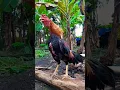 Download Lagu suara kokok ayam jago jawara