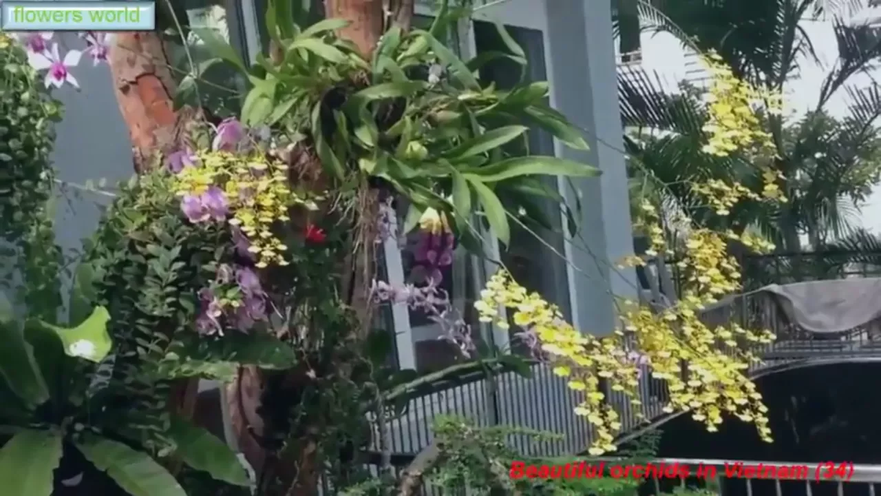 BEAUTIFUL ORCHIDS IN VIETNAM (34) BEAUTIFUL GARDEN SPACE