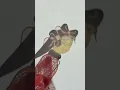 Grandma Tells Nora The Story Of How She Met Her Husband Awkwafina on Comedy Central Africa