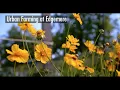 Urban Farming at Edgemere