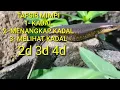 Download Lagu Mimpi kadal togel  234d