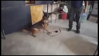                     دندنها