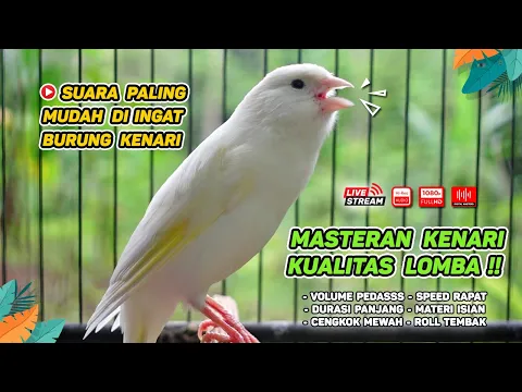 Download MP3 Kenari GACOR‼️ Masteran Burung Kenari PAUD dan Pancingan Kenari MACET BUNYI (EPISODE  1593)