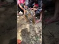 Download Lagu Harimau Sumatera 🐅