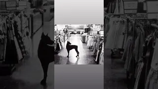 🐾 When Macy’s Had Dobermans on the Night Shift…