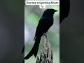 Download Lagu burung srigunting hitam #shorts