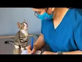 Download Lagu Wanneer uw kat voor het eerst naar de dierenarts gaat! 🤣 De grappigste reacties van katten!