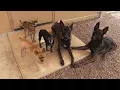 Bed Biscuit Pet Resort of Northern Arizona